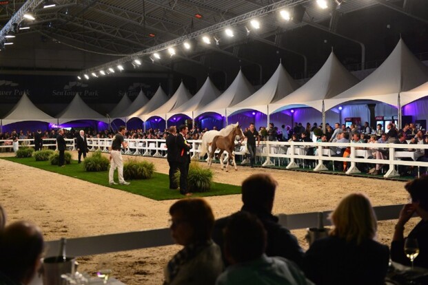 Flanders Foal Auction nu ook naar Ocala