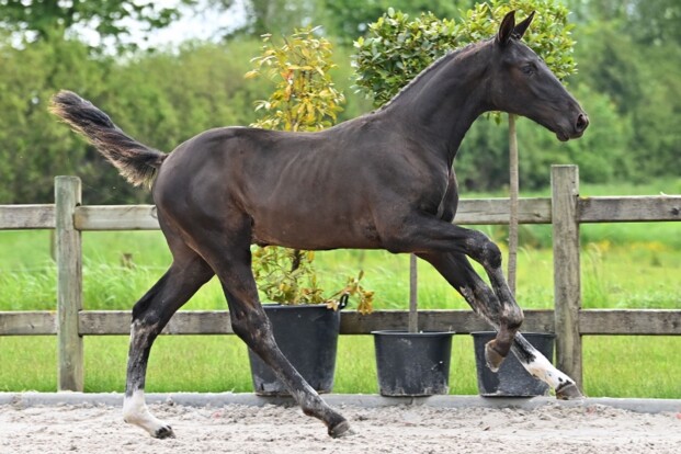 Emerald populair bij Horse Select Auction! Emerald populair bij Horse Select Auction!