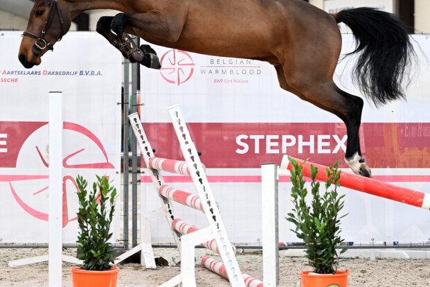 Cornet du Lys, Aganix en United Touch leveren winnaars op Belgian Youngster Trials!