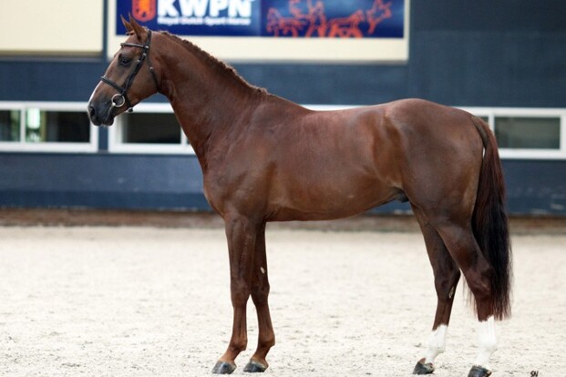 Boogie Boy d’Ive Z goedgekeurd voor KWPN