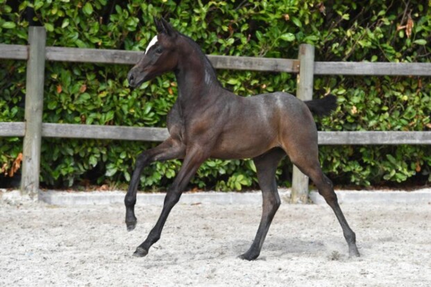 Cornet levert ook veilingtopper bij 111 Cornet levert ook veilingtopper bij 111