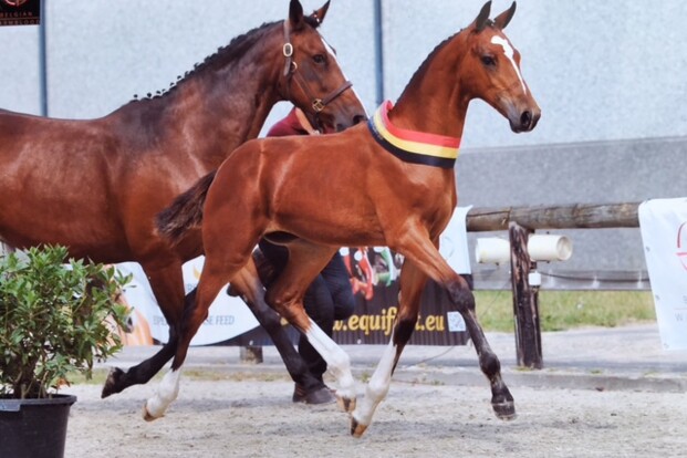Quirinus vh Ravennest en Quinoa AEG kampioen Quirinus vh Ravennest en Quinoa AEG kampioen