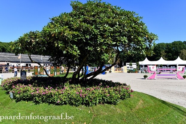 De Kraal International: vanavond veiling,... De Kraal International: vanavond veiling,...