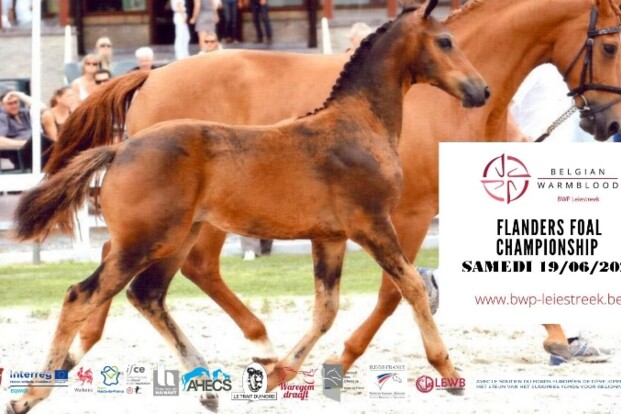 Flanders Foal Championship Flanders Foal Championship