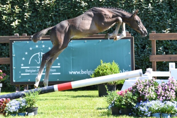 Belgian Foal Auction naar 4-sterren niveau! Belgian Foal Auction naar 4-sterren niveau!