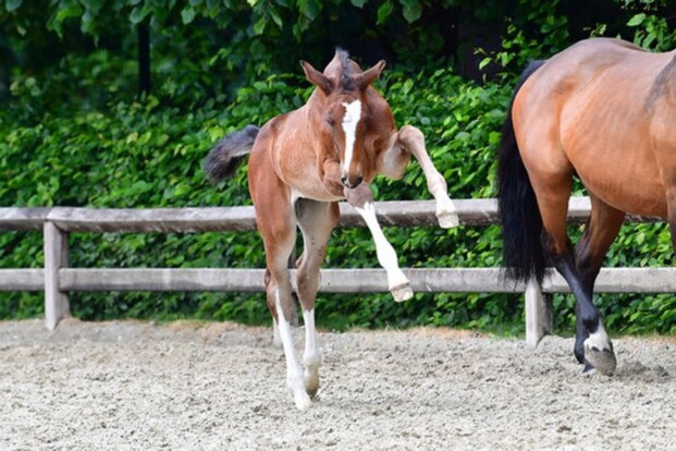Flanders Foal Auction naar SentowerPark!