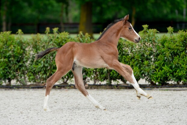 Z-Auction: veilingtopper voor All Star 5