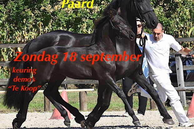 Dag van het Arabo-Friese Paard - 18 september - Stoeterij Strohoeve