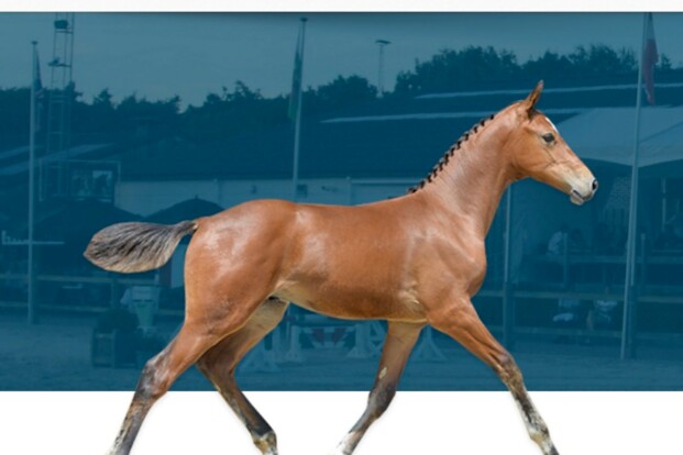 INSCHRIJVEN FOAL AUCTION 111 EDITIE 2020 INSCHRIJVEN FOAL AUCTION 111 EDITIE 2020
