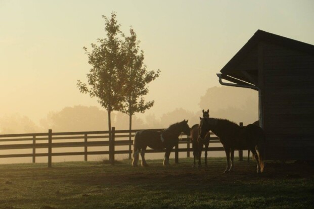 Bescherming voor onze paarden Bescherming voor onze paarden