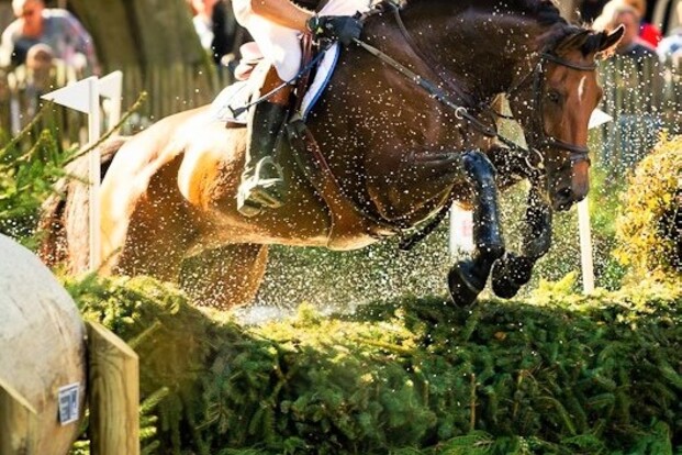 Selectie Equnex Veiling is getart ! Selectie Equnex Veiling is getart !
