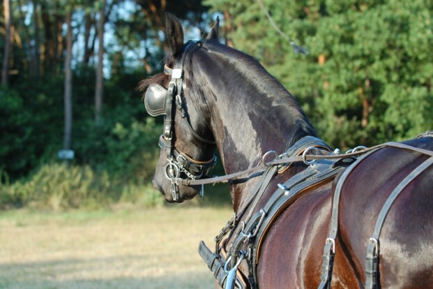Corona-update voor menners - 20/04