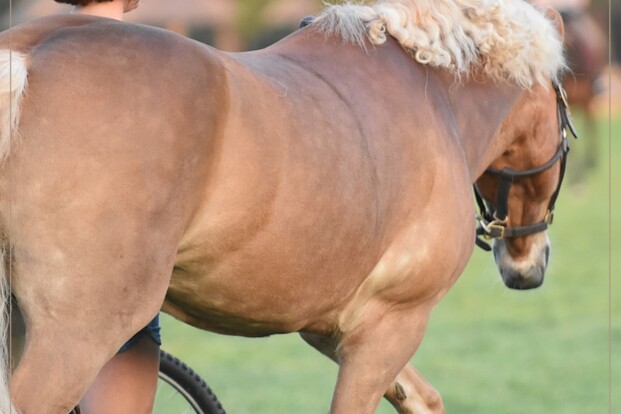 Nieuws voor ponymenners