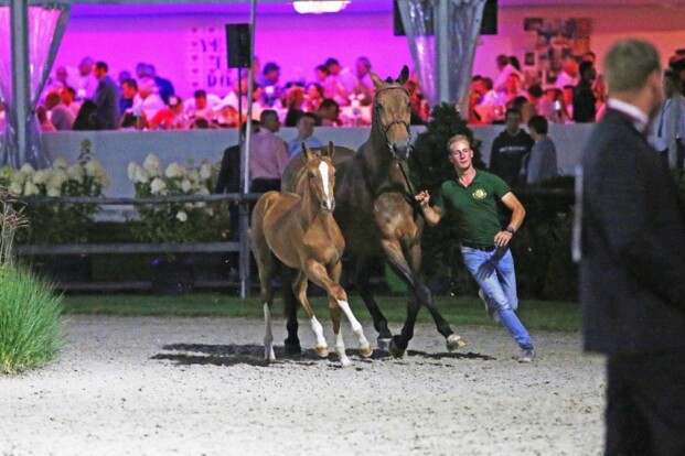 Flanders Foal Auction veilt door!