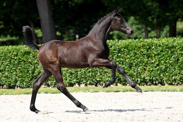 Chantilly Z en Tagano TS Z zijn de winnaars van dag 2! Chantilly Z en Tagano TS Z zijn de winnaars van dag 2!