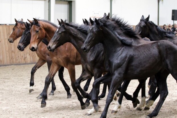 Belgische vrienden vh KWPN dressuurpaard Belgische vrienden vh KWPN dressuurpaard