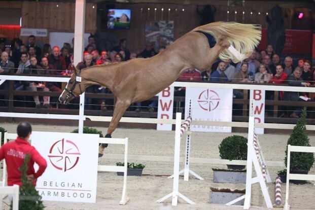 Rio vd Zwartbleshoeve nu ook ter dekking!