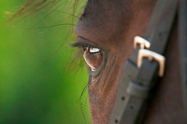DEELNEMERS ONDERZOEK PAARDENSPORT GEZOCHT!