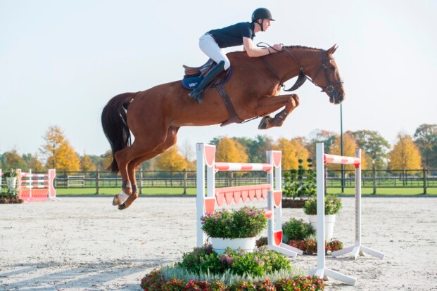 Eerste online veiling gereden springpaarden Eerste online veiling gereden springpaarden