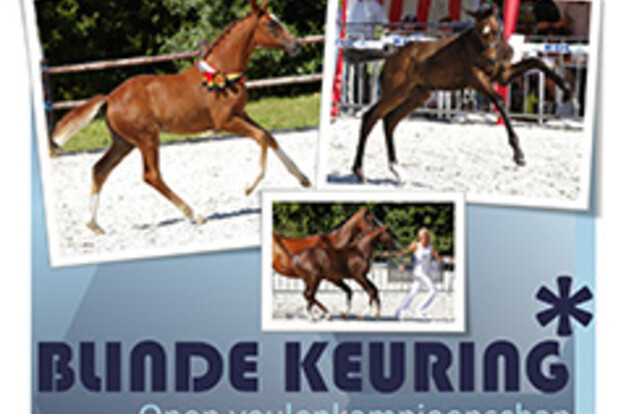 Open veulenkampioenschap "Blinde Keuring"