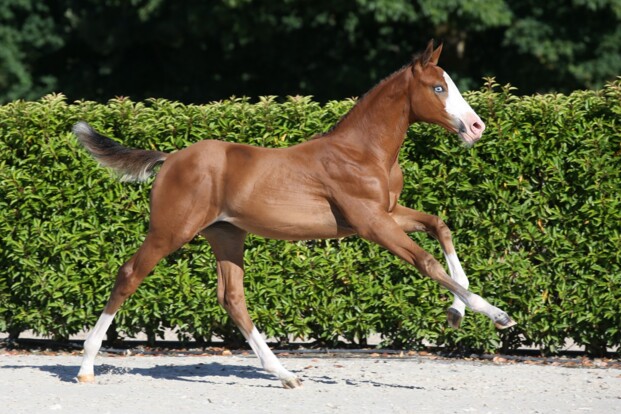 Utamaro d’Ecaussines Z levert veilingtopper met Uptown Girl Felinae DB Z! Utamaro d’Ecaussines Z levert veilingtopper met Uptown Girl Felinae DB Z!