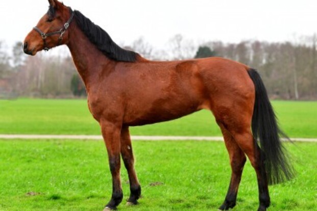 €36.000 voor Charlotte du Reventon!