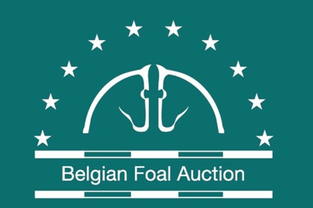 Selectie Belgian Foal Auction 6 juli 2015