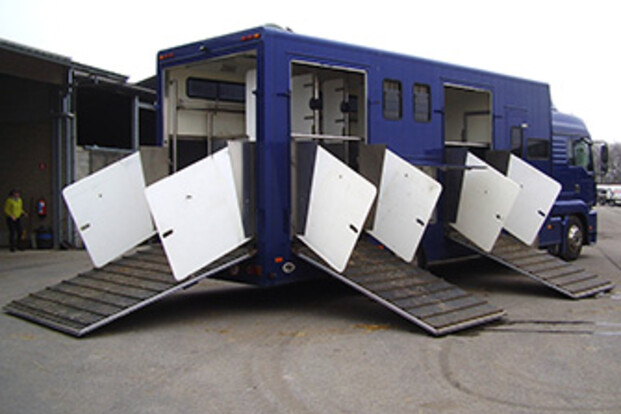 MAN - 7 paarden te koop