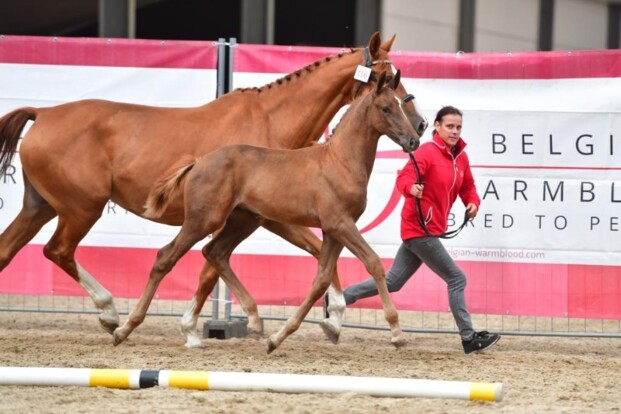 BWP Online Foal Auction: kopers getuigen