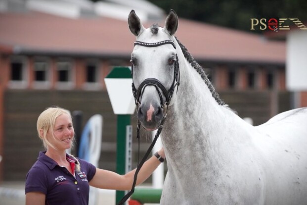 Online auction stallion prospects: 27/9-7/10