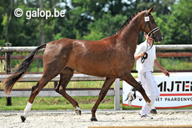 BWP Prijskamp dressuur te Geel