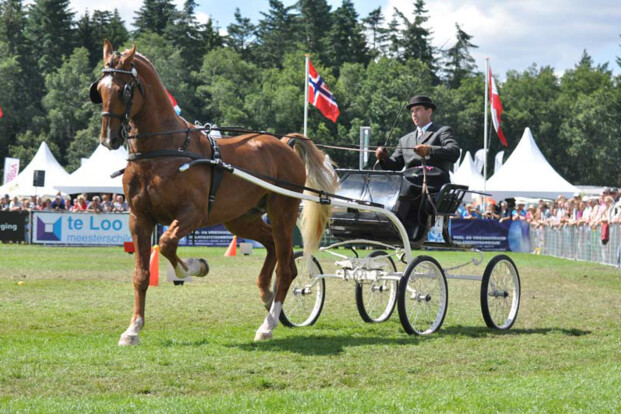 Tuigpaarden showen tijdens Paardenspektakel