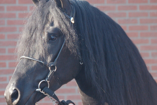 Nu zondag Arabo-Friese hengstenkeuring+ show