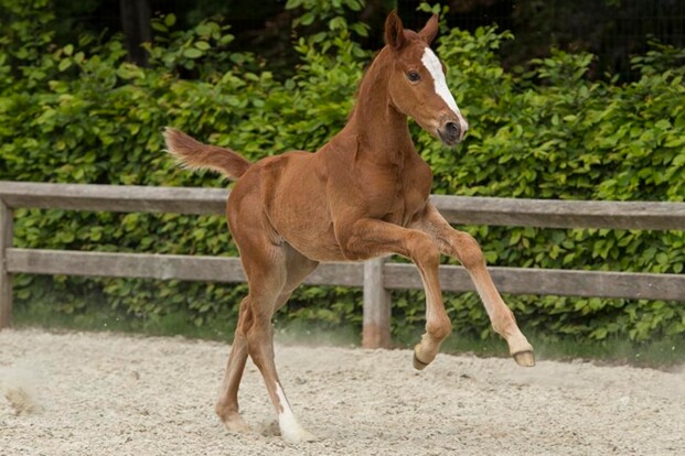 Queen Vegas vh Merelsnest veilingtopper FFA