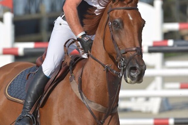 CSI2* Dunkerque: Willaumez net naast podium CSI2* Dunkerque: Willaumez net naast podium