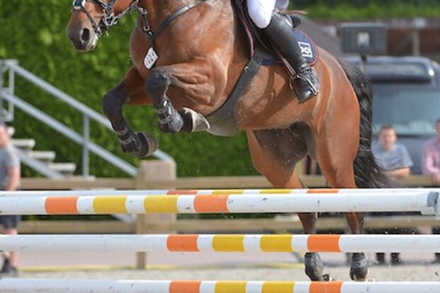 CSI2* Opglabbeek: Mike Van Belle op podium CSI2* Opglabbeek: Mike Van Belle op podium