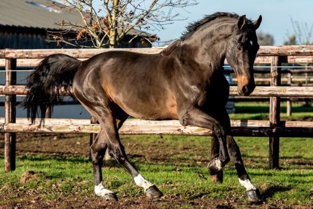 Springvererver Kannan overleden!