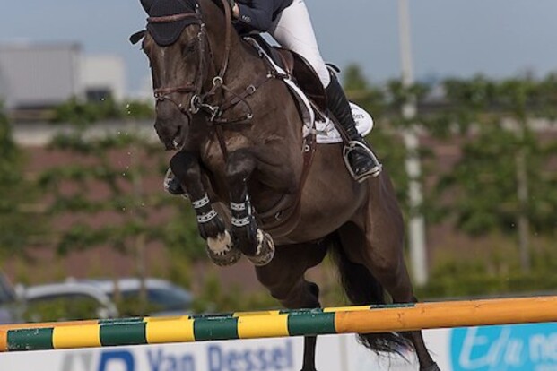 CSI1* Moorsele voor Juliette Losfeld CSI1* Moorsele voor Juliette Losfeld