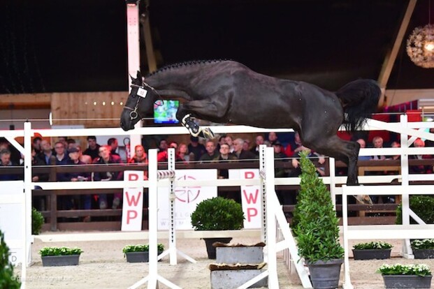 Radetzky van ’t Heike veilingtopper BWP!