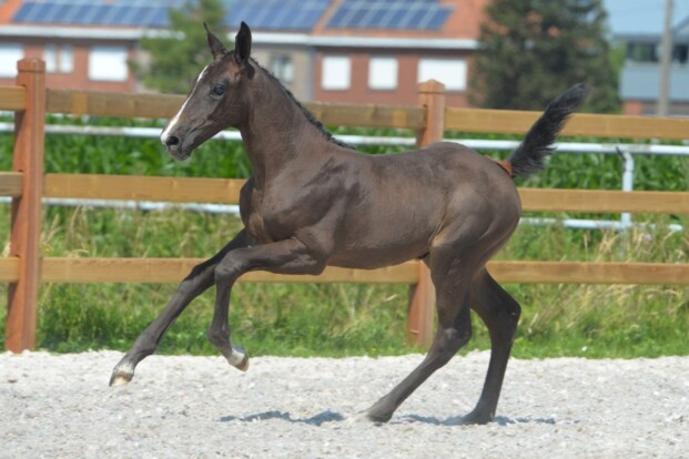 Eerste LIVE online veiling van HippoChamp
