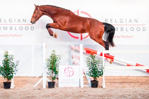 BWP Top Stallion Auction, een uniek platform