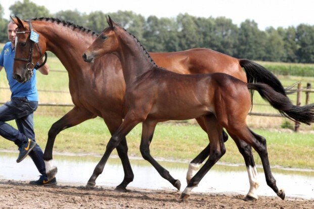 Zangersheide Quality Auction zet record neer Zangersheide Quality Auction zet record neer