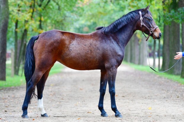 €41.000 voor embryo Chacco Blue Zangersheide