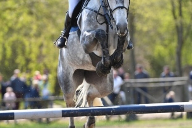 Jeleena de Muze naar Stephex Stables Jeleena de Muze naar Stephex Stables