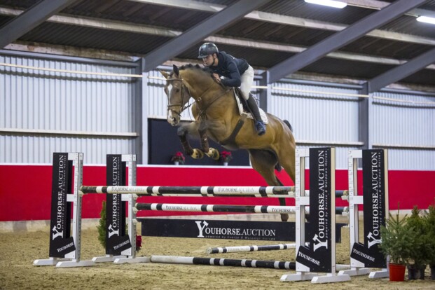 Verdi-zoon Ongering stijgt naar 65.000 euro in Youhorse.Auction