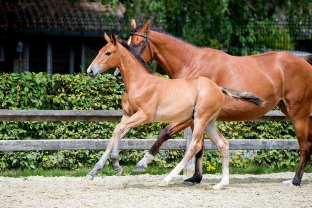 Cumano-veulen en halfbroer EK-paard naar FFA