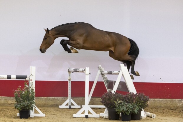 Youhorse.auction veilt vierjarige Lapsana Z voor 30.000 euro naar Bulgarije