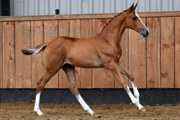 Alweer spectaculair aanbod bij HorseDeals!