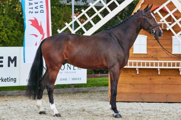 € 18.500 voor topper online eventing veiling