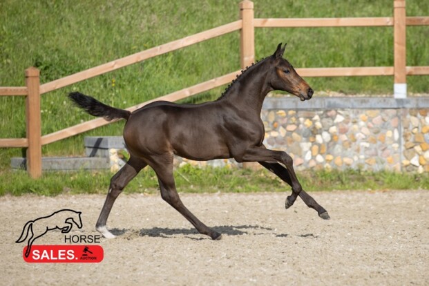 HorseSales.Auction knalt voor de 2e keer!